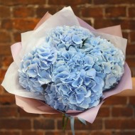 Голубые гортензии  Голубые гортензии